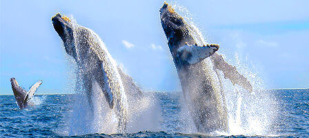 San-Francisco Whales-watching-Tour- Monterey-Bay-Attractions.jpg