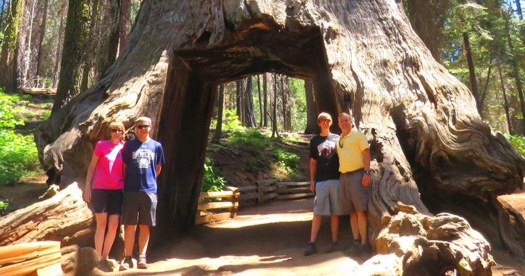 Grizzly Giant and California Tunnel Tree