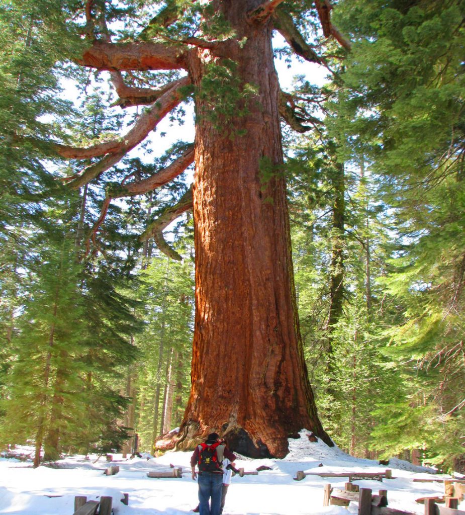 Grizzly Giant giant tree in Mariposa Grove