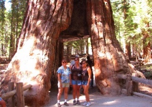 The Giant Sequoias and Coast Redwoods