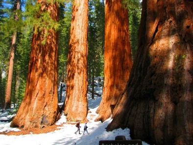 The Mariposa Grove of Giant Sequoias