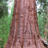 The Merced Grove of Giant Sequoias