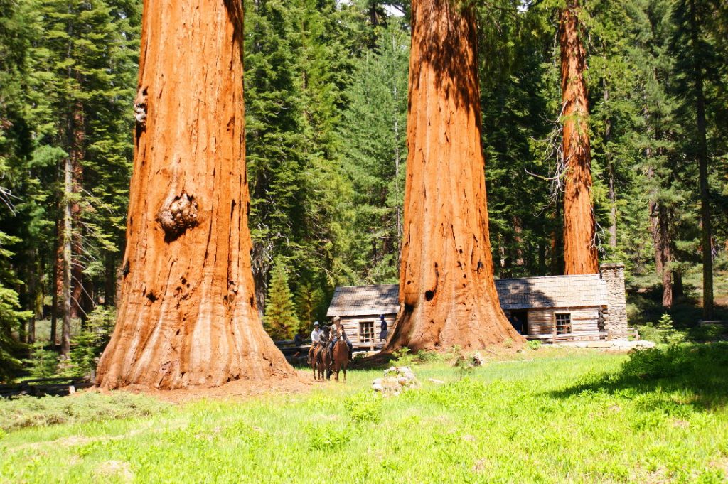 Walk to Mariposa Grove of Giant Sequoia Trees in Yosemite Park