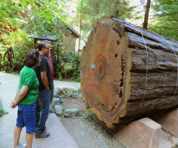 The Immortal Redwood Tree next to the visitor center
