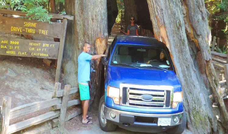 The Shrine Drive-Thru Tree redwoods