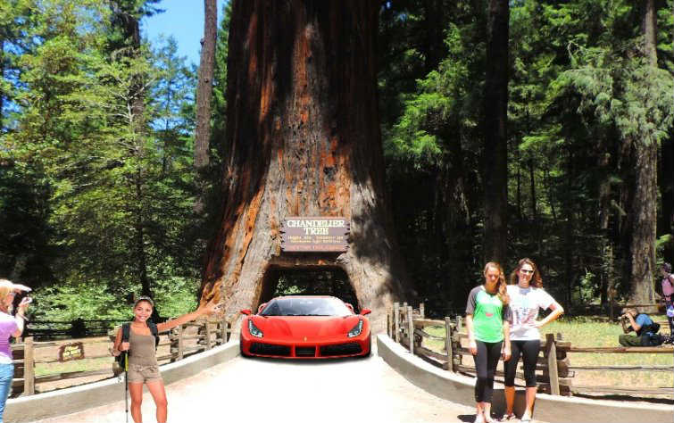 Things to do in Redwood Country and Must-See Tourist Attractions in Northern California