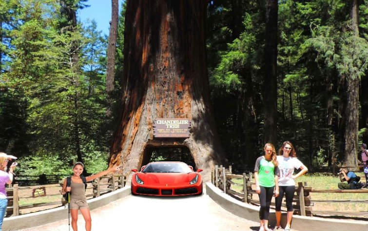 Visit Leggett's world-famous drive-thru tree