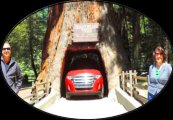 Redwood-National-and-State-Parks